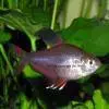 Tetra červená - Hyphessobrycon rosaceus