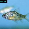 Mrenka olivová - Barbodes semifasciolatus