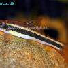Mrenka krásnoplutvá - Epalzeorhynchos kalopterus