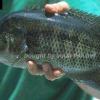 Mayaheros urophthalmus