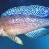 Cichlida žltochvostá - Cyprichromis leptosoma