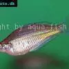 Glossolepis ramuensis