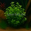 Bacopa australis