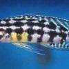 Cichlidka marlierova - Julidochromis marlieri