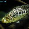 Jaguar cichlid - Parachromis managuensis