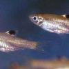 Brevibora dorsiocellata