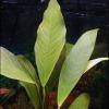 Anubias barteri v. angustifolia