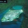 Mrenka schwanenfeldova - Barbonymus schwanenfeldii