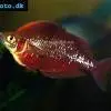 Aterínka červená - Glossolepis incisus