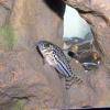 Pancierniček leopardí - Corydoras julii