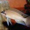 Chalinochromis uzdičkový - Chalinochromis brichardi