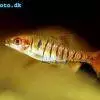 Mrenka rhodéska - Barbus fasciolatus
