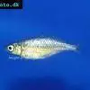 Aterínka smaragdová - Glossolepis wanamensis