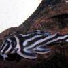 Prísavník zebra - Hypancistrus zebra