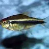 Neonka čierná - Hyphessobrycon herbertaxelrodi