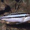 Parallel striped mbuna - Melanochromis parallelus
